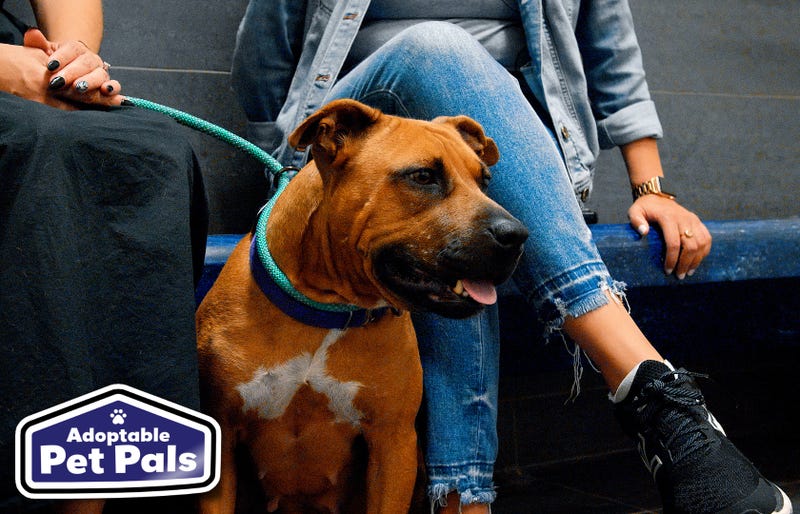 SPCA of Texas