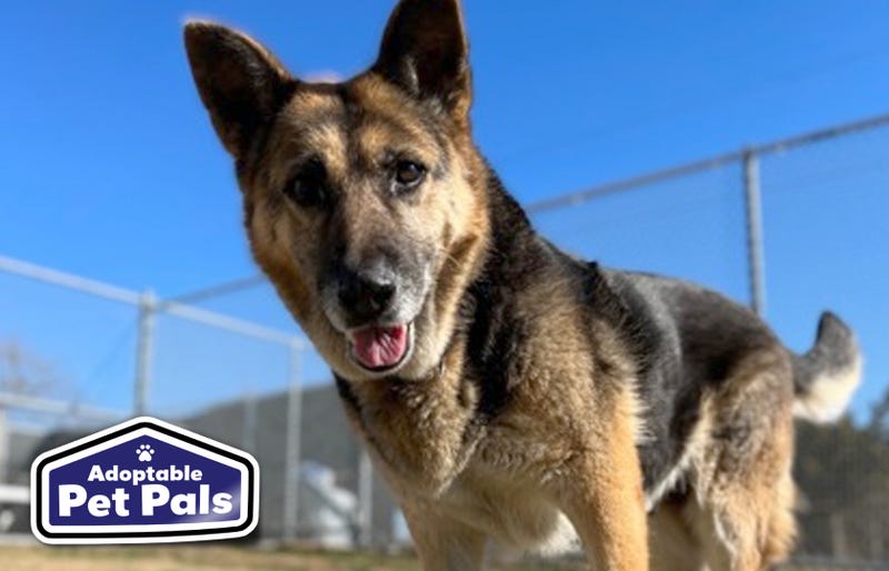 SPCA of Texas