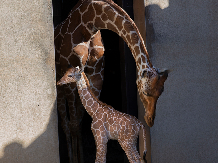 Caldwell Zoo Giraffe