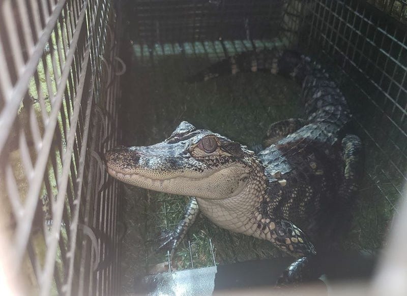 Alex the Alligator captured in Lake Lynwood