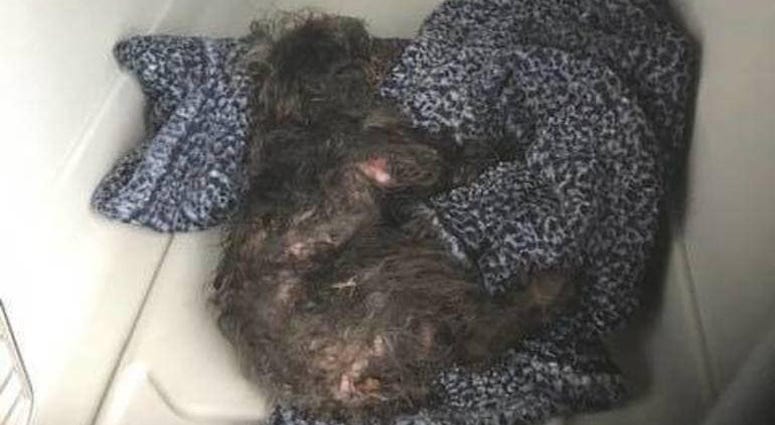 Bear the poodle, dog thrown from car in New Jersey