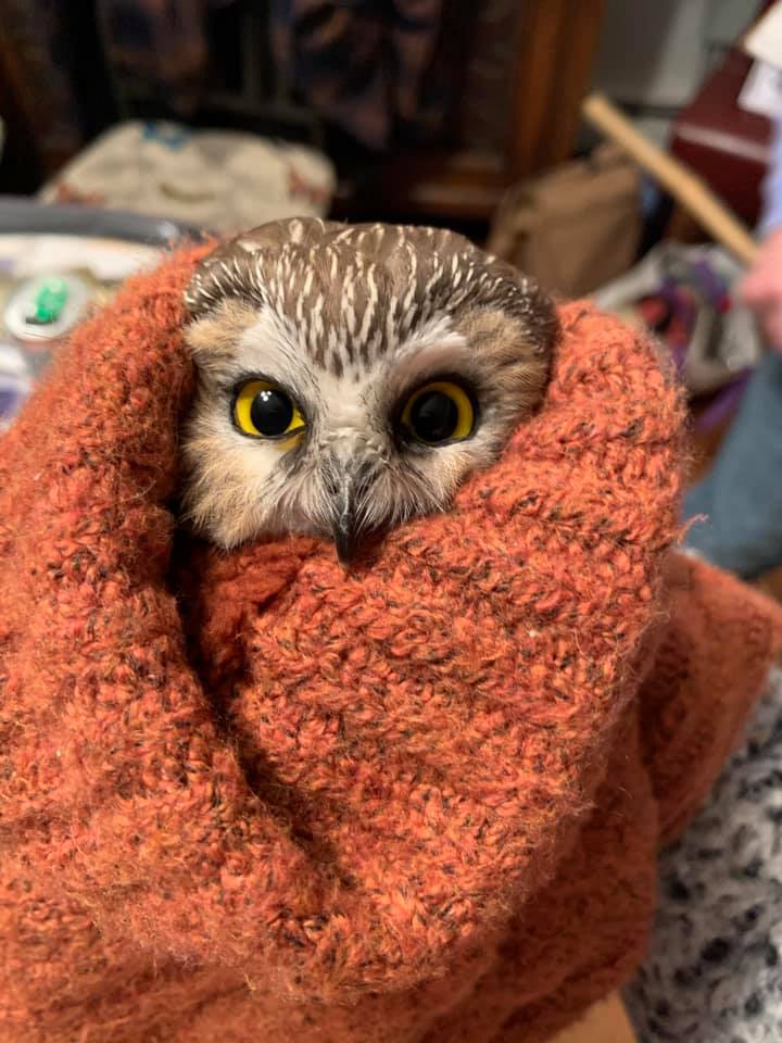 owl