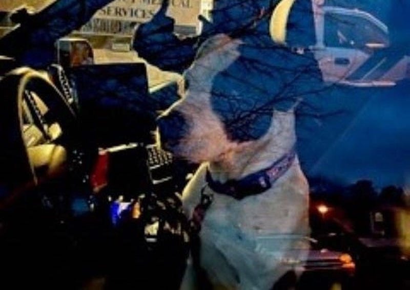 dog helps police