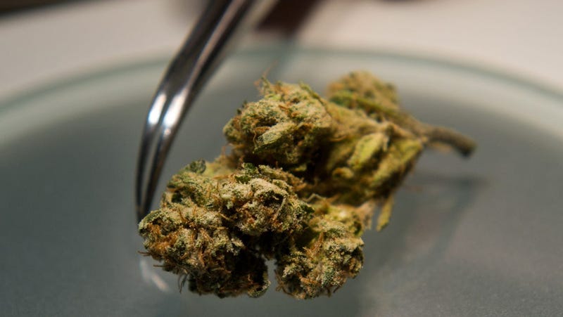 Medical Marijuana Testing