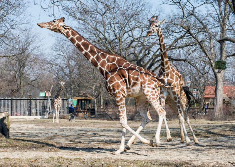 Brookfield Zoo’s reticulated giraffes, Arnieta and Potoka, enjoy the spring weather today as they stretch their legs in their outdoor habitat for the first time this season.