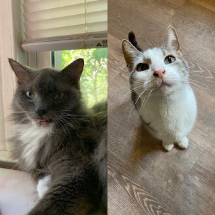 Pair Of Cats