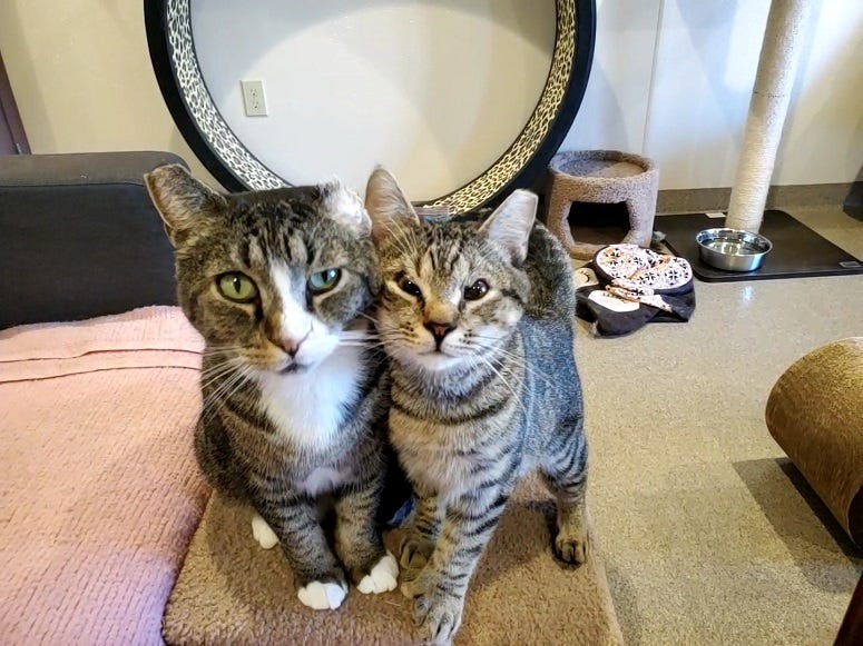 bonded pair of cats