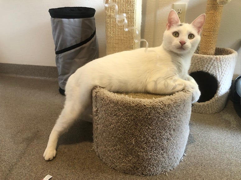 White Kitty