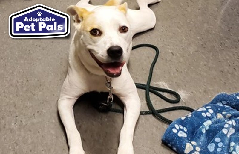 SPCA of Texas