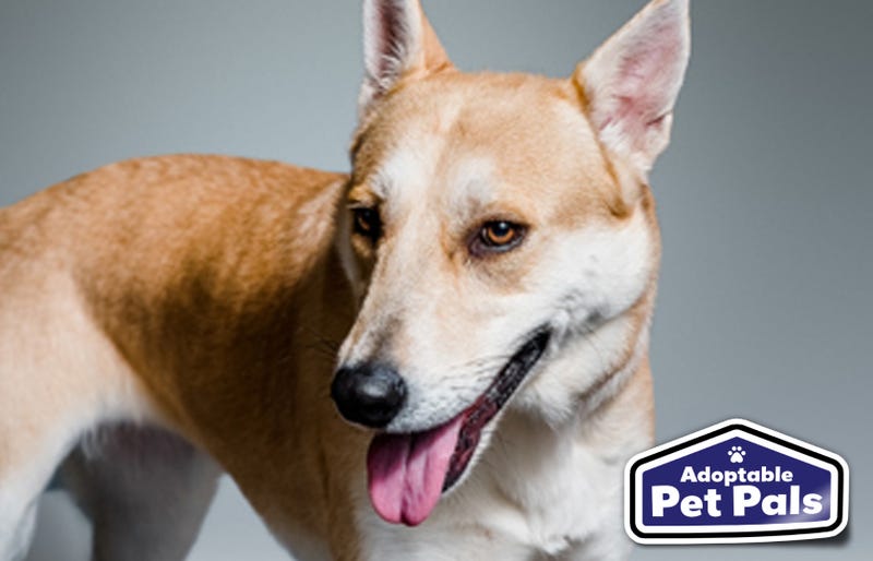 SPCA of Texas