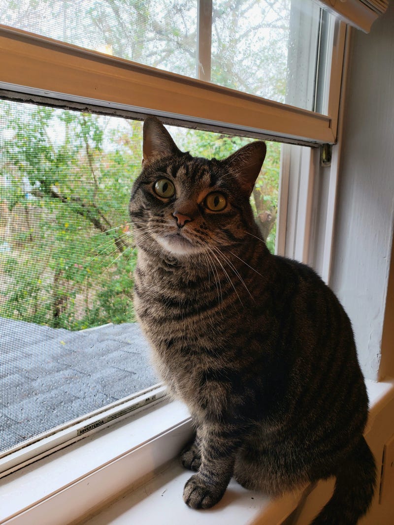 Devin Cat Furbaby Meet
