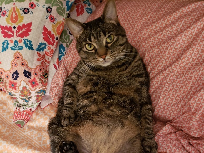 Devin Cat Furbaby Meet Nova