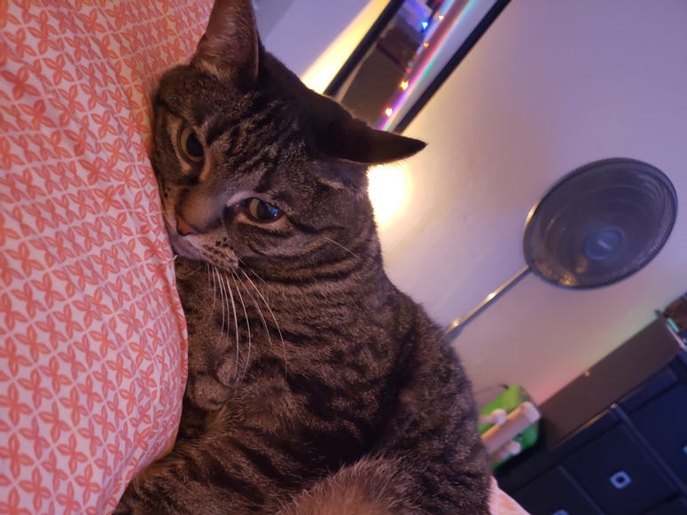 Devin Cat Furbaby Meet Nova