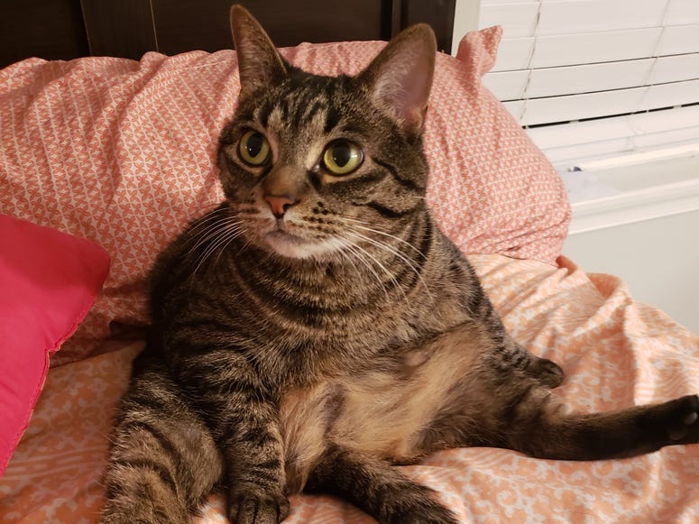 Devin Cat Furbaby Meet Nova