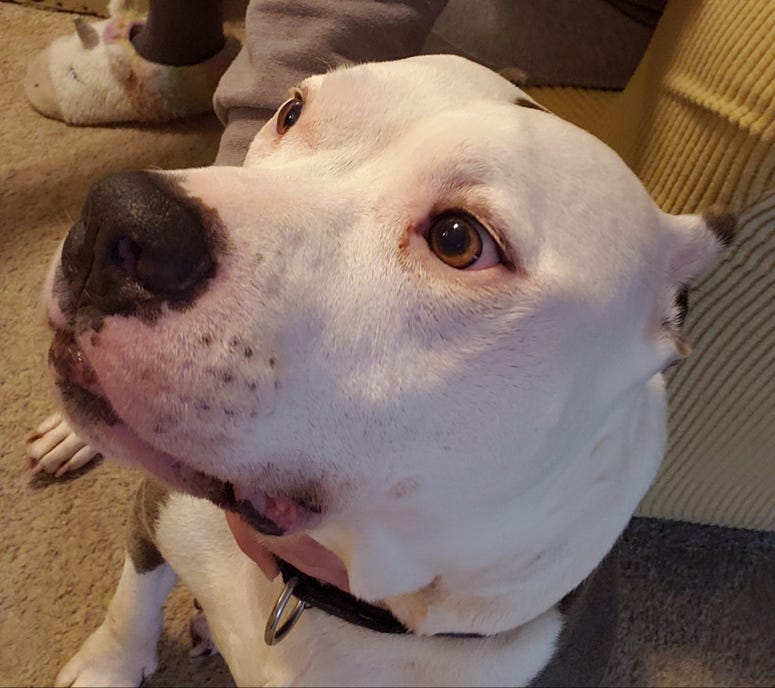 Rocco dog pitbull