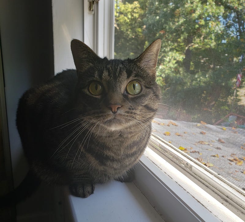 national cat day
