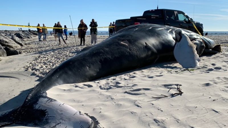 whale
