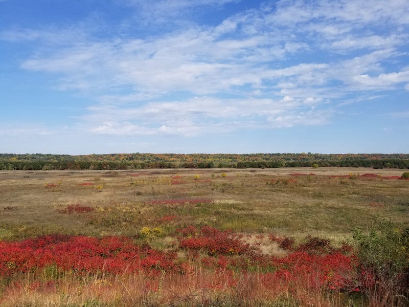 Fall Colors