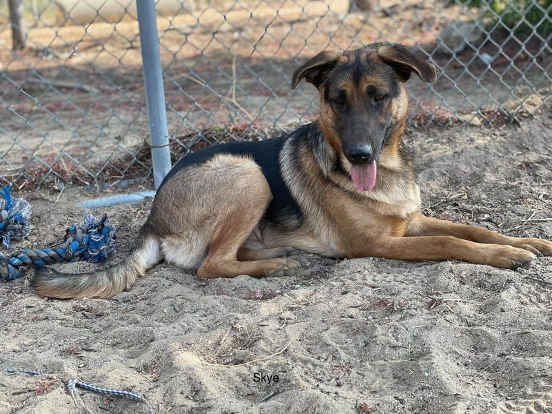 Skye, a one year old large mixed breed dog up for adoption through ARE Animal Rescue in Hemet