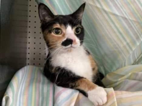 Kylie, a two year old calico tripod cat up for adoption through ARE Animal Rescue in Hemet