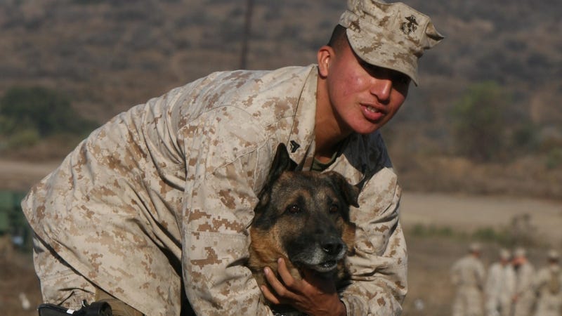 Marine dog handlers form special bonds with their 'best friends'
