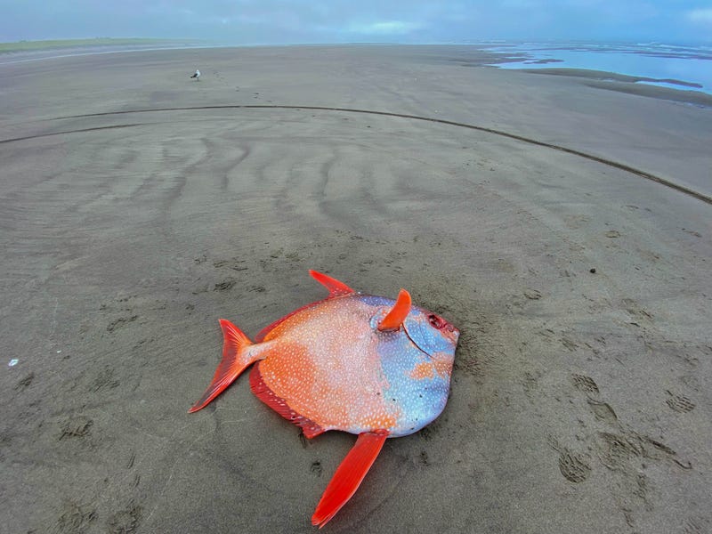 Seaside Aquarium
