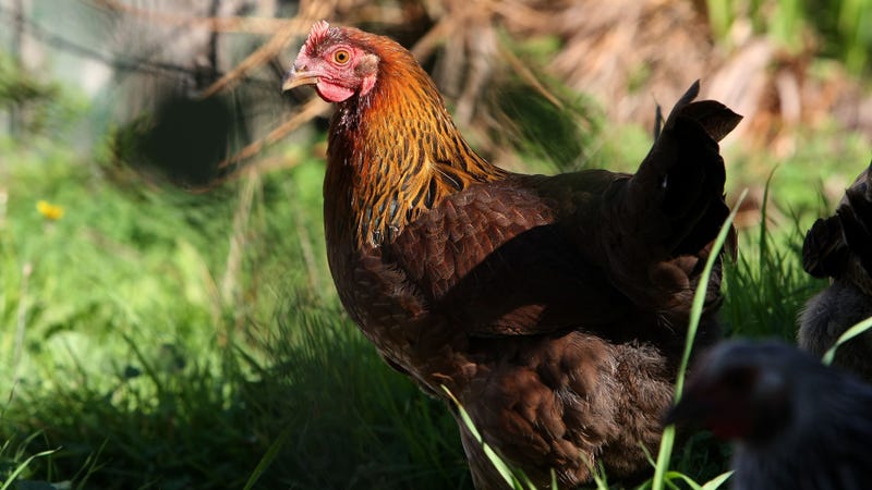 Backyard chicken