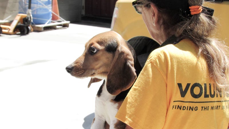 A Brandywine Valley SPCA volunteer comforts a beagle rescued from a Virginia breeding facility.