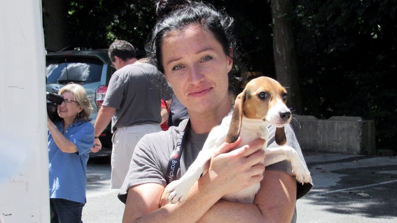 Brandywine Valley SPCA is checking out all rescued beagles before making them available for fostering and adoption.