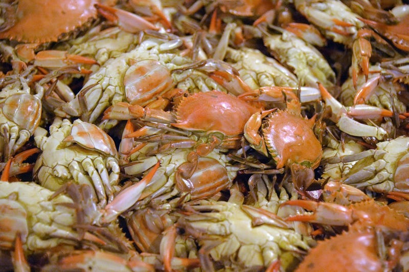 Steamed Maryland crabs are ready for picking at G.W. Hall & Son's fresh seafood on the Eastern Shore, on Thursday, May 3, 2018. The Hall brothers were chosen through a visa lottery to obtain temporary migrant help, but they are still concerned about the i