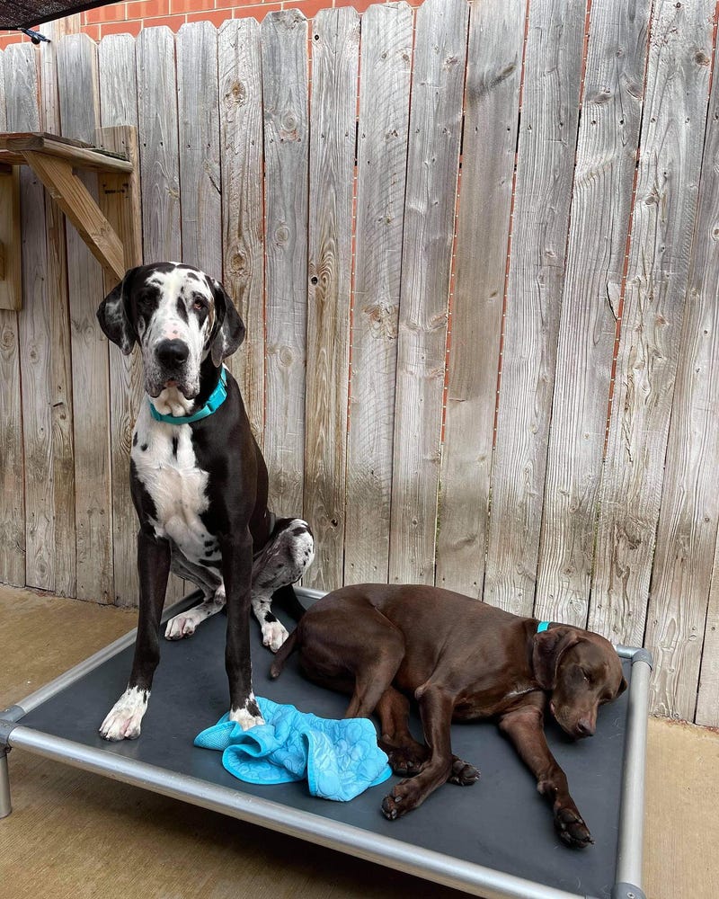 Three dogs — Keith, Pappy and Stella — found unharmed hours after doggie daycare van stolen in Chicago