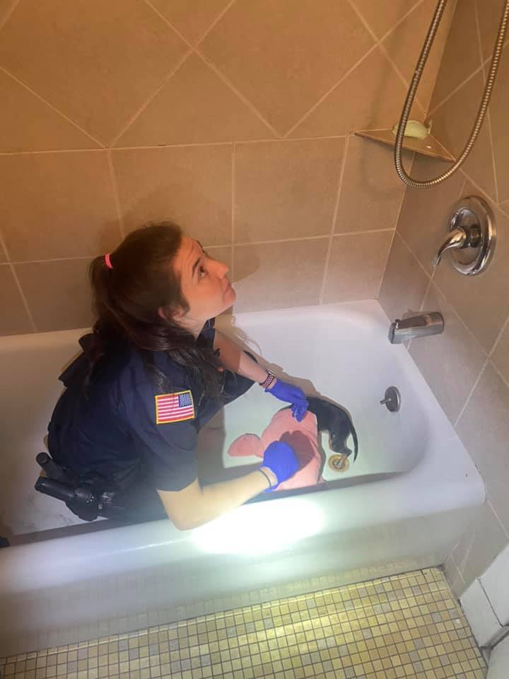 Puppy Paw rescue