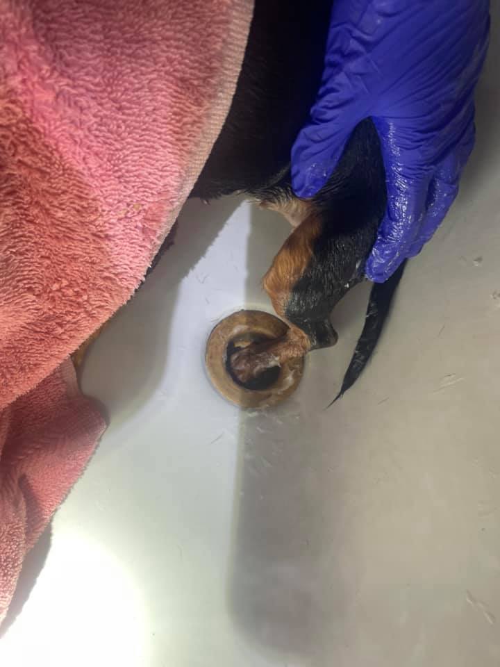 Puppy rescue