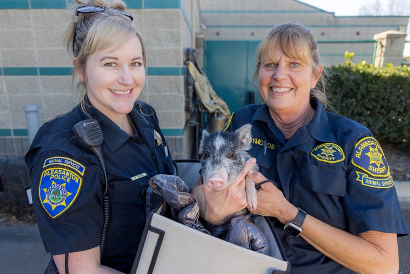 Police are looking for the owner of a stray piglet.