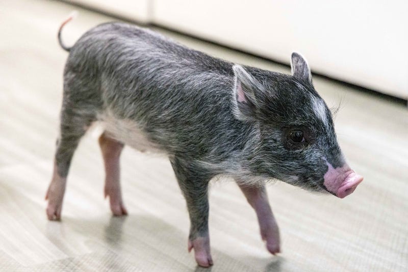 Police are looking for the owner of a stray piglet.