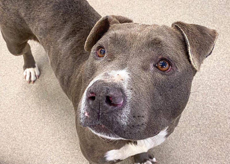 ADOPT BOLOW