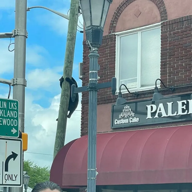 A small black bear climbs up a pole in Wyckoff, New Jersey.