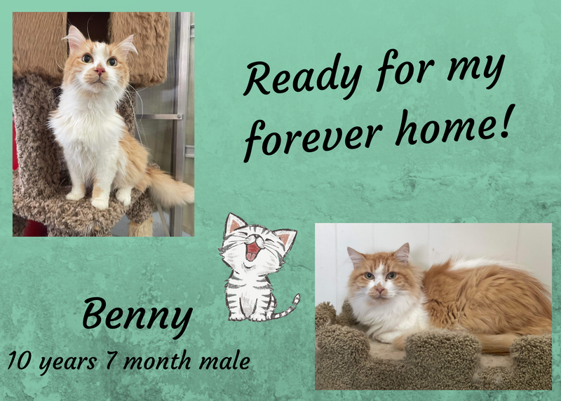 Benny, a 10 year old orange and white cat