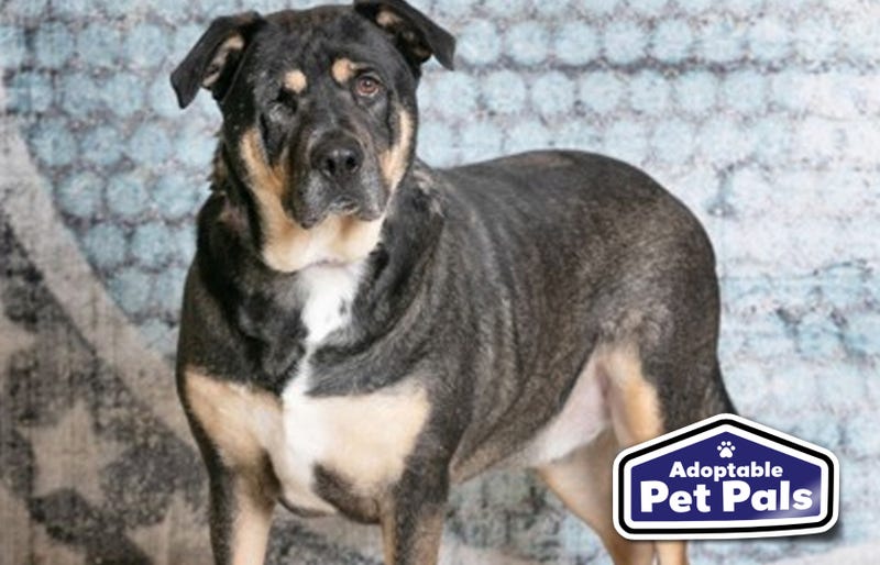 SPCA of Texas