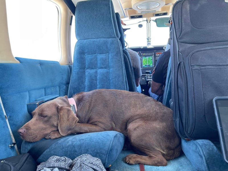 It's home sweet home for a 2-year-old Labrador Retriever that will begin security work at Oxford High School next week.