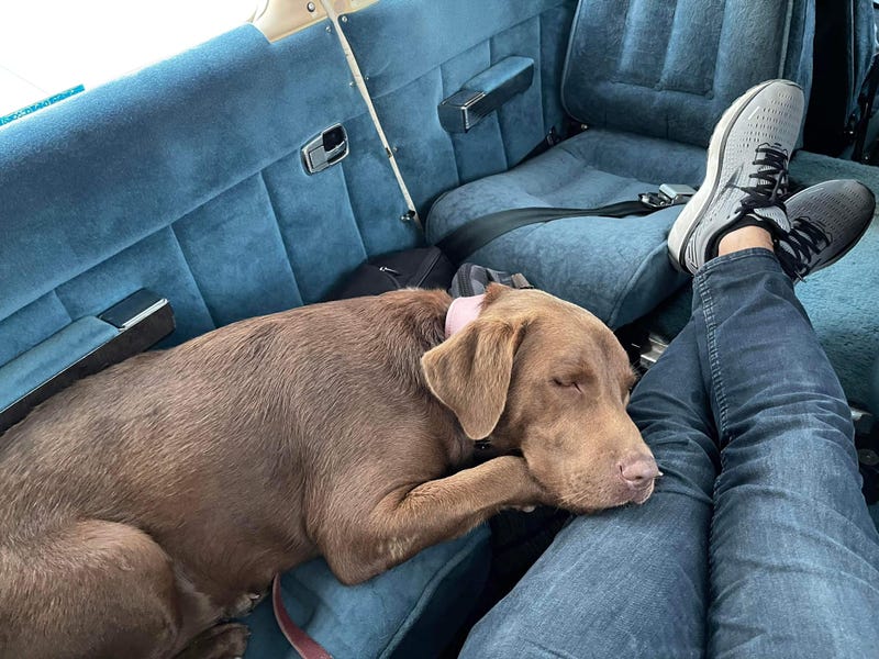 It's home sweet home for a 2-year-old Labrador Retriever that will begin security work at Oxford High School next week.