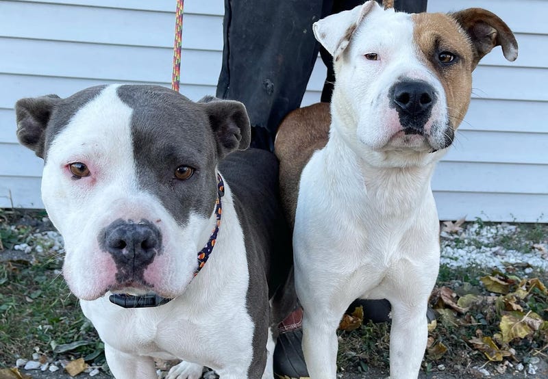 Two dogs are in need of homes this holiday season after rescuers say the animals were discovered by police laying faithfully next to their owner's deceased body in Detroit this week.