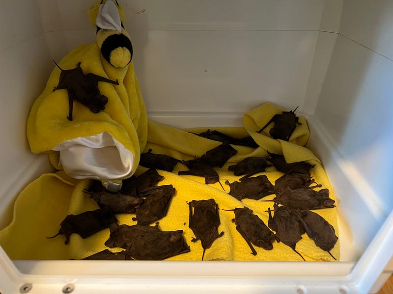 The near-frozen bats recover in an incubator.