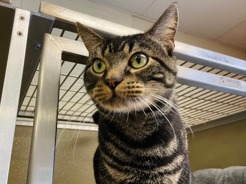 ADOPT DUDE
