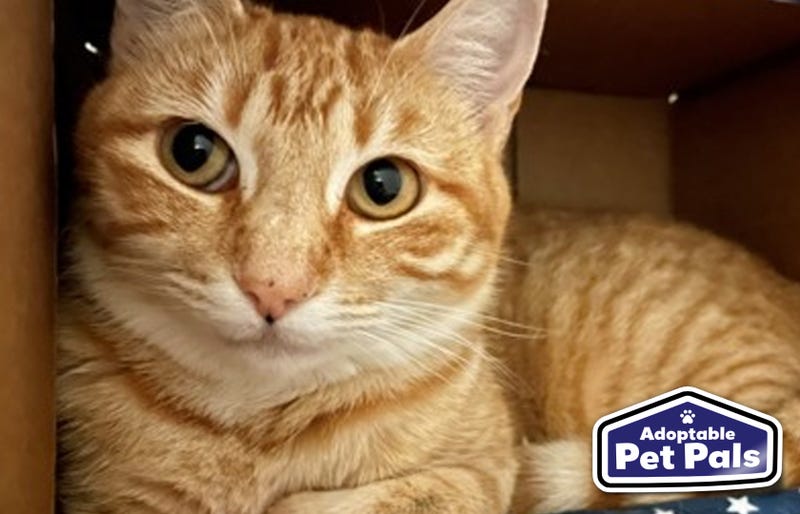 SPCA of Texas