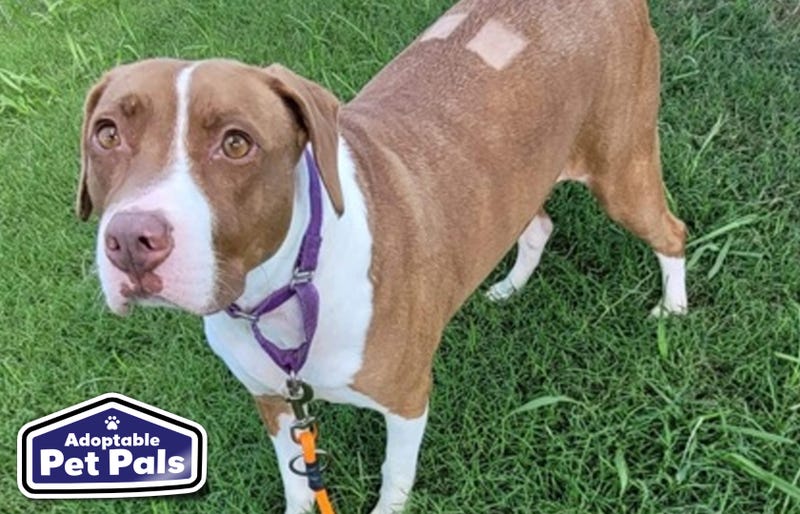SPCA of Texas