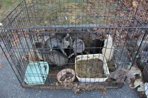 Cat rescue