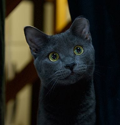 pet of the day