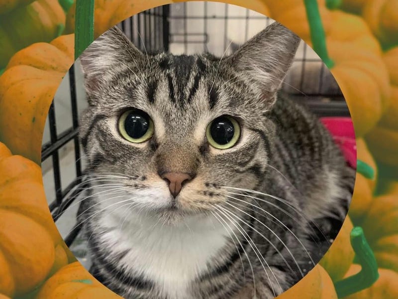 Nakita - a two year old domestic shorthair gray tabby cat up for adoption through ARE Animal Rescue in Hemet