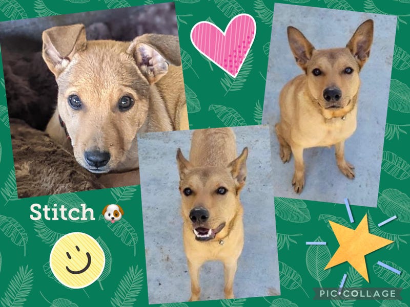 Stitch, a one year old medium mixed breed dog up for adoption through ARE Animal Rescue in Hemet